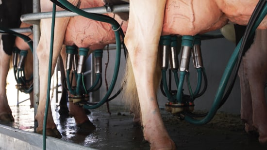 Cow in a milk production dairy farm