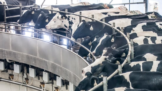 Milking Parlor Hygiene