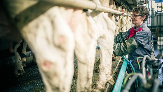 A person is working in a dairy farm, attaching milking equipment to cows.