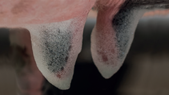 Dairy cow teat before milking