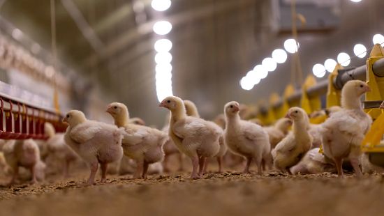 Chicks gathered on the floor of a brightly lit poultry farm with feeding equipment in the background.